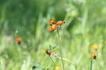 Hieracium Aurantiacum